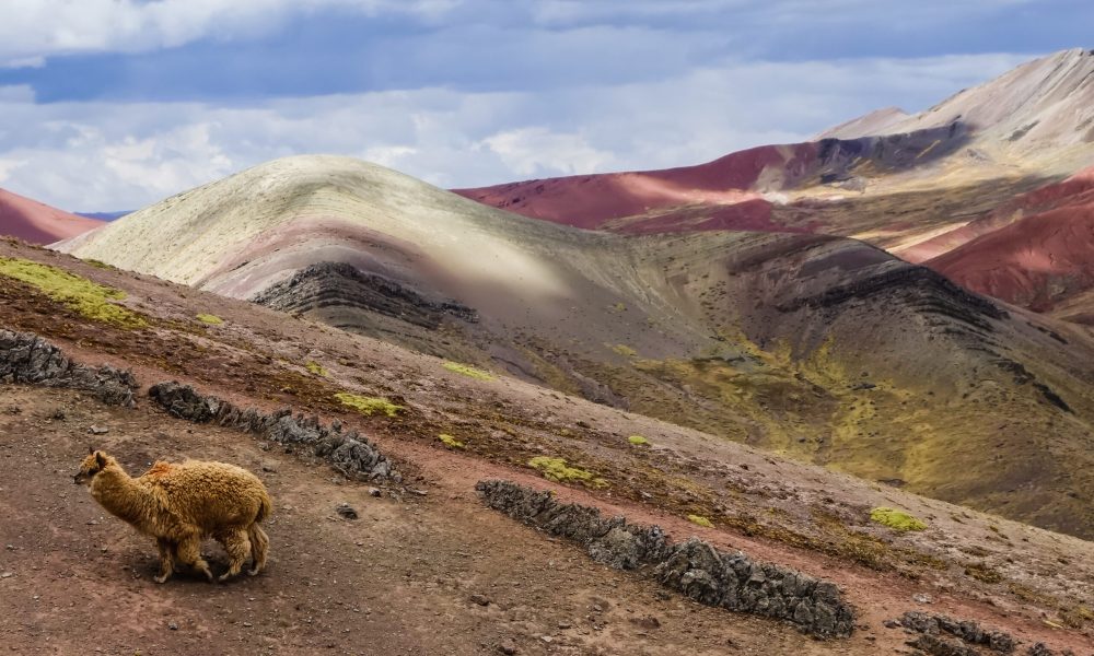 The beautiful Palcoyo rainbow mountains and a wild llama in Cusco, Peru under a cloudy blue sky